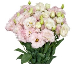 Lisianthus Julius 2 Lt Pink Pellets
