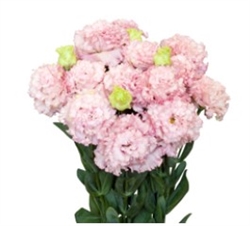 Lisianthus Julius 2 Pink Pellets