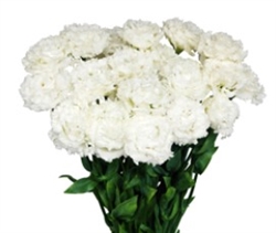 Lisianthus Julius 3 Snow Pellets