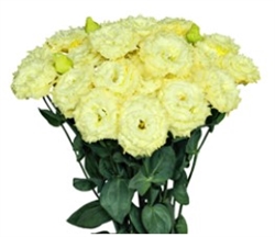 Lisianthus Julius 2 Yellow Pellets