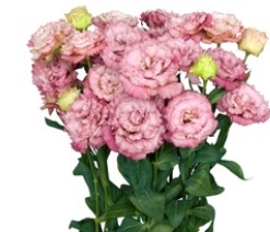 Lisianthus Antica 2 Pellets