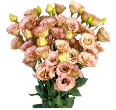 Lisianthus Classical 3 Pellets