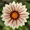 Gazania Kiss White Flame