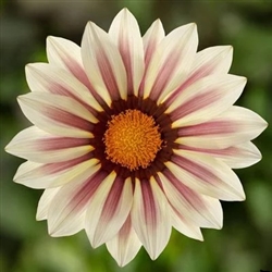 Gazania Kiss White Flame