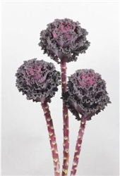 Kale Flowering Black Angel