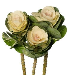 Kale Euro Sofia (White round rosette)