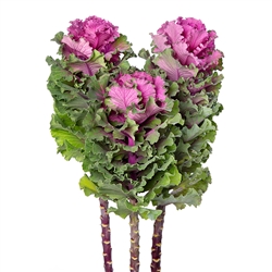 Kale Euro Boika (Purp/Red fringed)