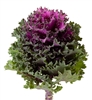 Kale Euro Katya (Purple fringed)_disc