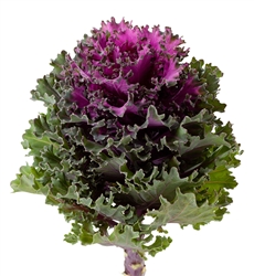 Kale Euro Katya (Purple fringed)