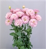 Lisianthus Celeb 2 Pearl Pink Pellets