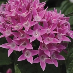 Pentas Bee Bright Pink Pellets