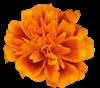 Marigold super Hero Orange Bee Detailed