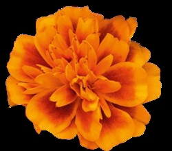 Marigold super Hero Orange Bee Detailed