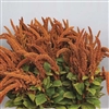 Amaranthus Arabian Bronze
