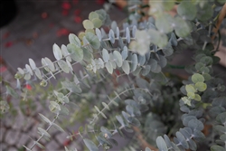 Eucalyptus Baby Blue Bouquet