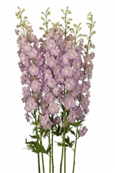 Delphinium Triton Lilac Pink