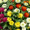 Zinnia Zydeco Mix Coated