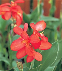 Canna Tropical Salmon