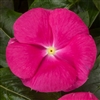 Vinca Cora Cascade Bright Rose