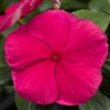 Vinca Cora Cascade Punch