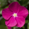 Vinca Cora Cascade Violet