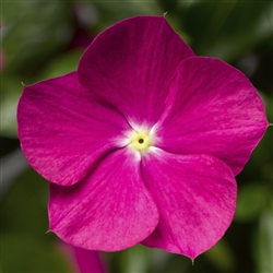 Vinca Cora Cascade Violet