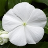 Vinca Cora Cascade White