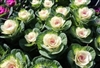 Kale Crane Early White