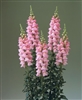 Antirrhinum Double Legend Pink