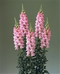 Antirrhinum Double Legend Pink