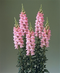 Antirrhinum Double Legend Pink