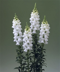 Antirrhinum Double Legend White
