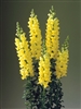 Antirrhinum Double Legend Yellow