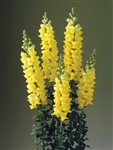 Antirrhinum Double Legend Yellow