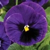 Pansy Colossus Dp Blue Blotch