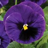 Pansy Colossus Dp Blue Blotch