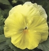 Pansy Colossus Lemon Shades