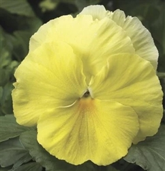 Pansy Colossus Lemon Shades