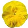 Pansy Colossus Golden Yellow