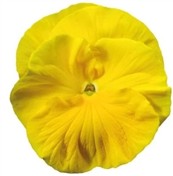 Pansy Colossus Golden Yellow