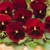 Pansy Colossus Red Blotch