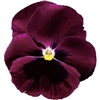 Pansy Colossus Rose Blotch