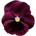 Pansy Colossus Rose Blotch
