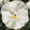 Pansy Colossus White