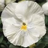 Pansy Colossus White