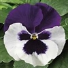 Pansy Colossus White/Purple Wing