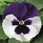 Pansy Colossus White/Purple Wing