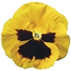 Pansy Colossus Yellow Blotch