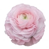 Ranunculus Elegance Pink Pastel