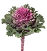 Kale Euro Tekla (Rose serrated)